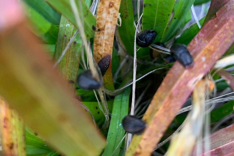 32555970_web1_230504-LCO-May4Lowther-slugs_1