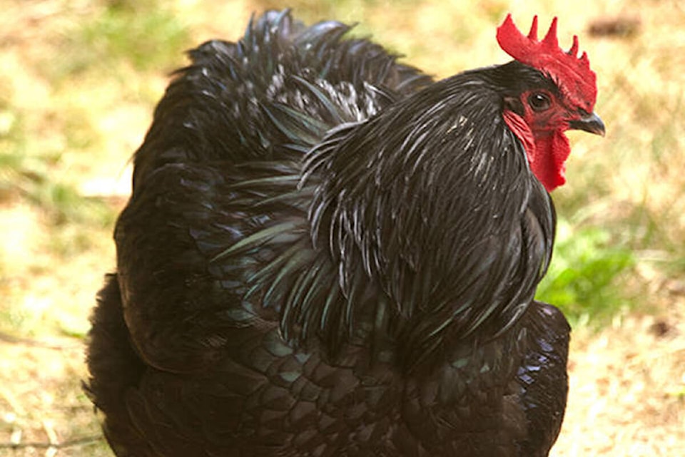 32634012_web1_roosters-crop