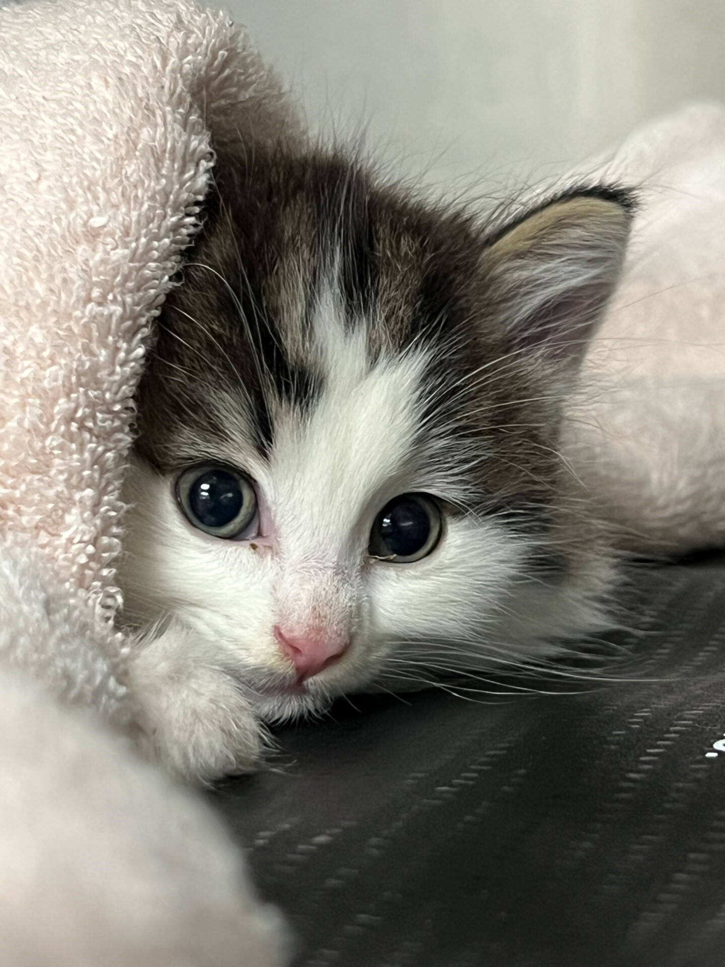 Stray kitten sales
