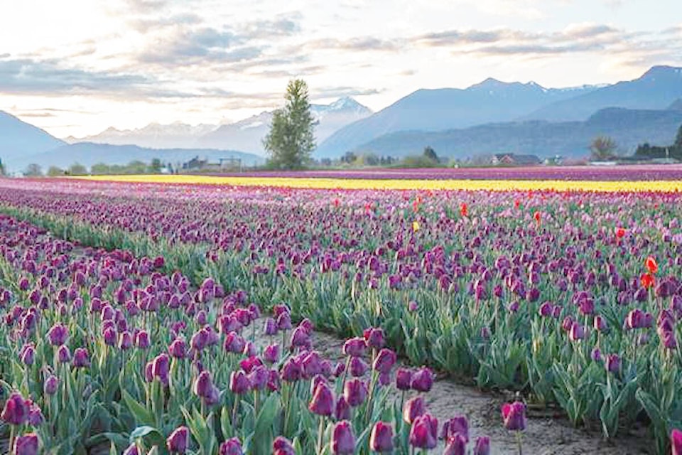 32578168_web1_230501-CCI-Gardens-BC-launch-new-website-Tulip-Trail_1