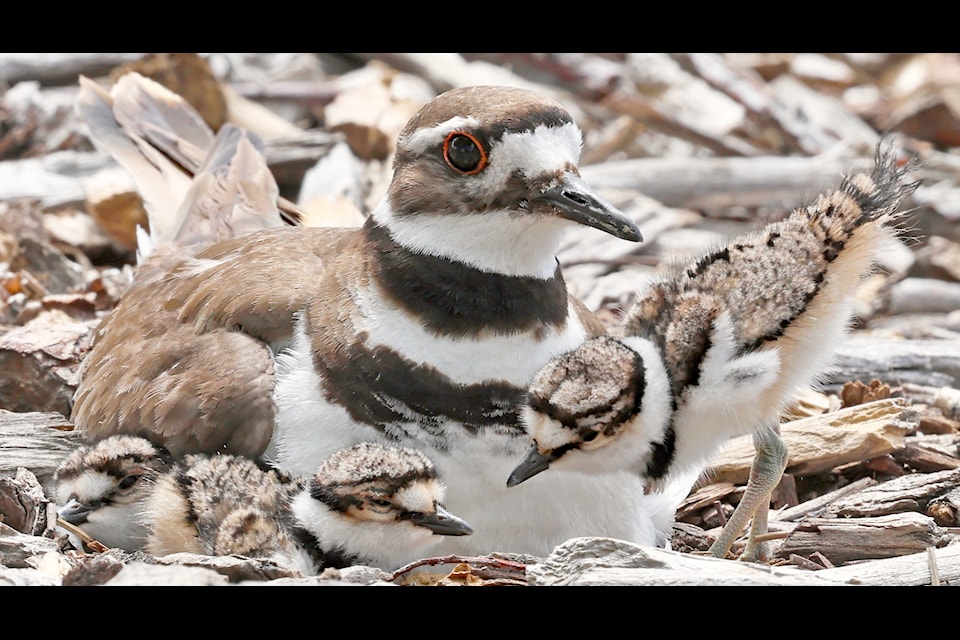 Killdeer family (Charadrius vociferus), Elizabeth Lake, 5 June