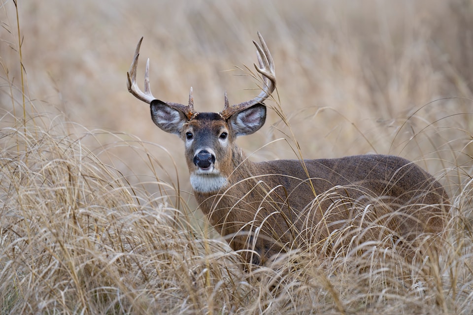 gbc-male-deer