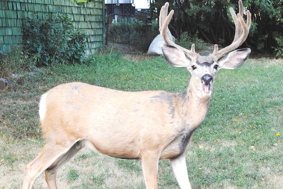 deer-yelling-gps