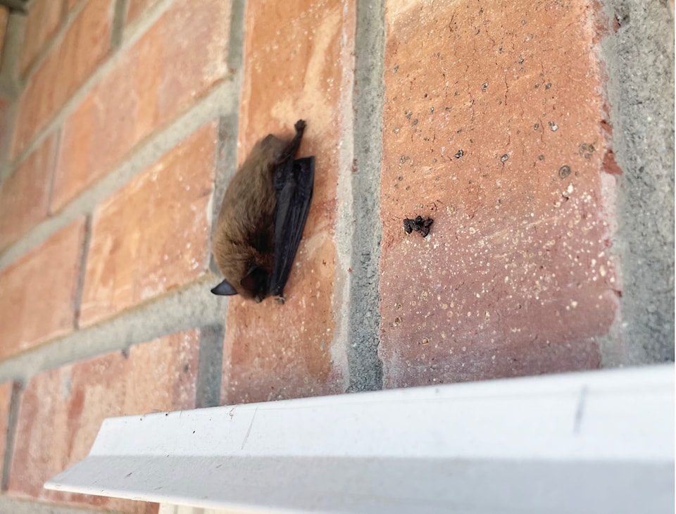 250729-frickin-bats