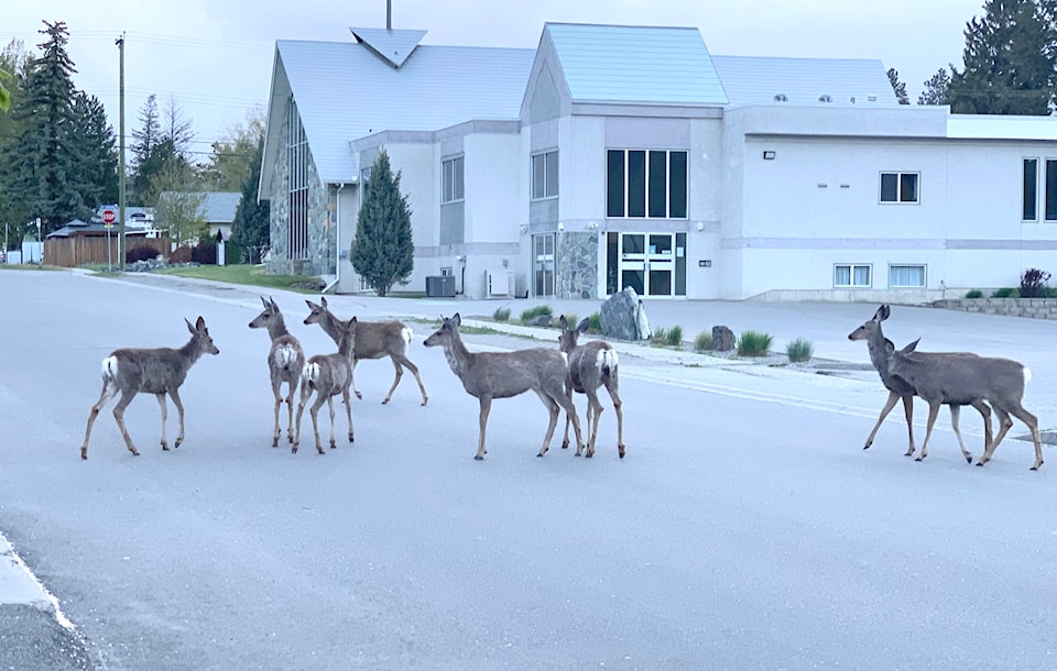 241210-cdt-deer-herd