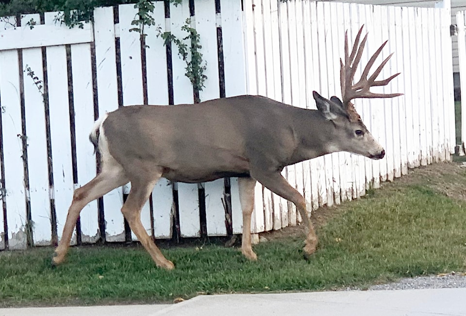 big-buck