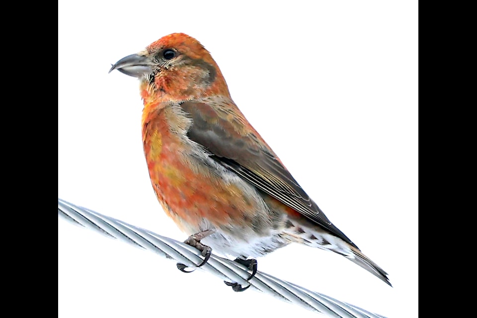 Red Crossbill male (Loxia curvirostra), GBBC - South Country, 15 Feb, 2025. (Helga Knote photo)