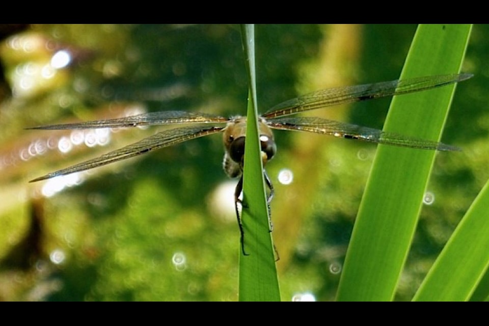 The life cycle of Damsel and Dragonflies is simpler than most insects.