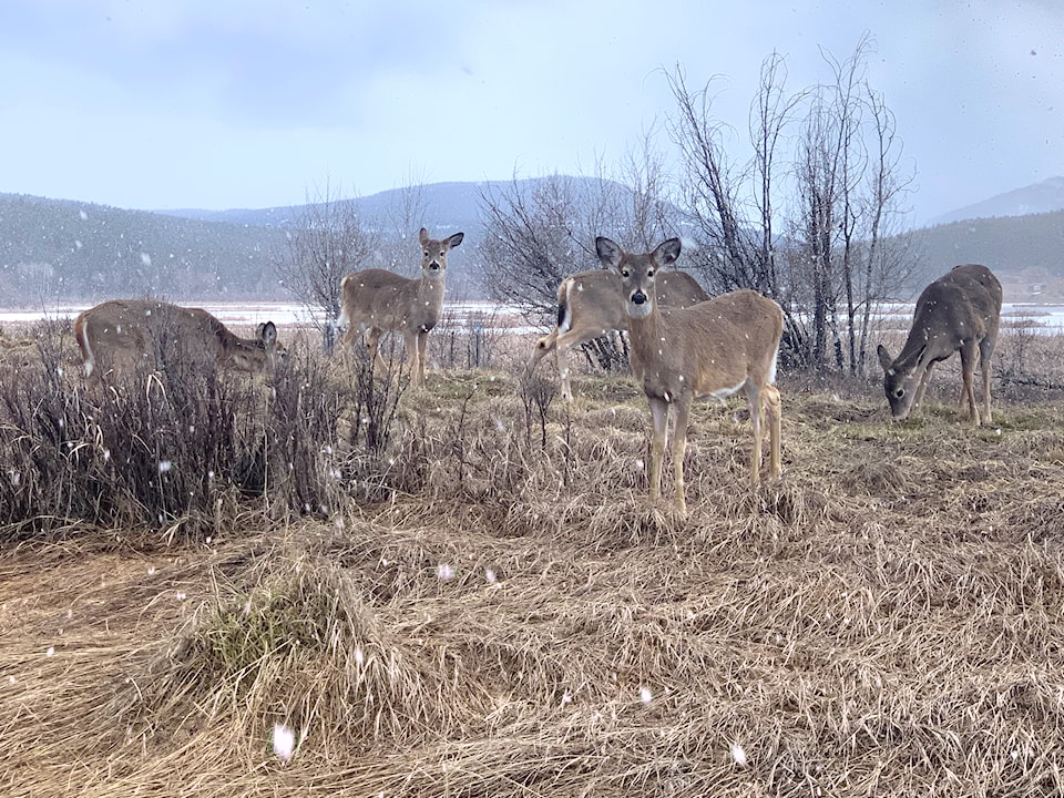 elizabeth-lake-deer