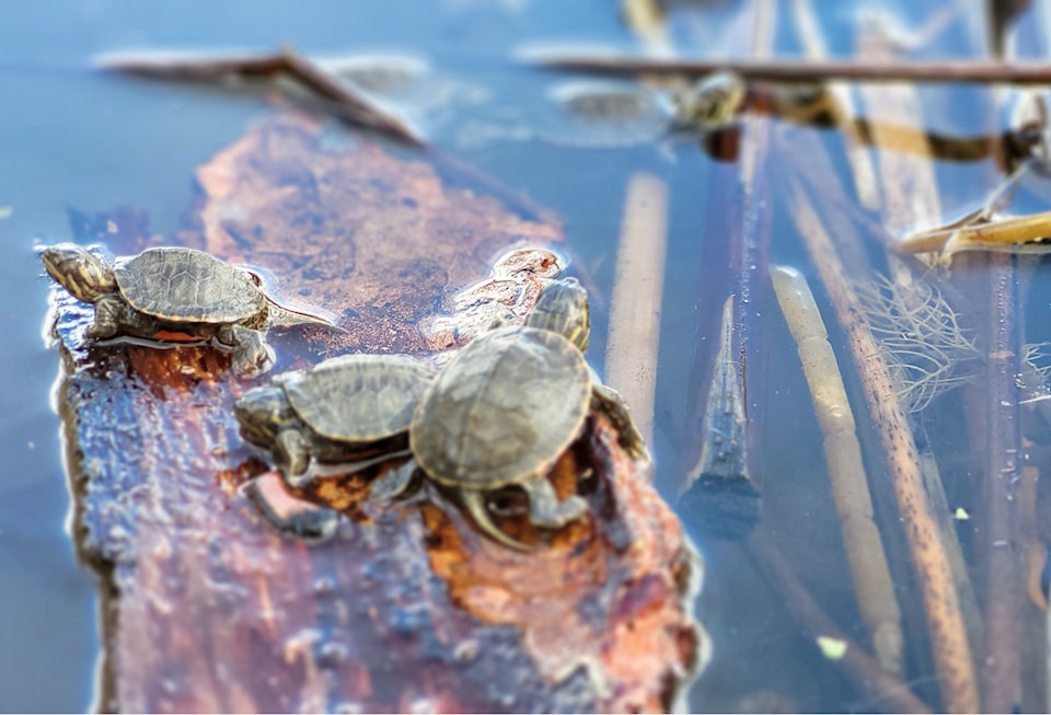 hatchlings3
