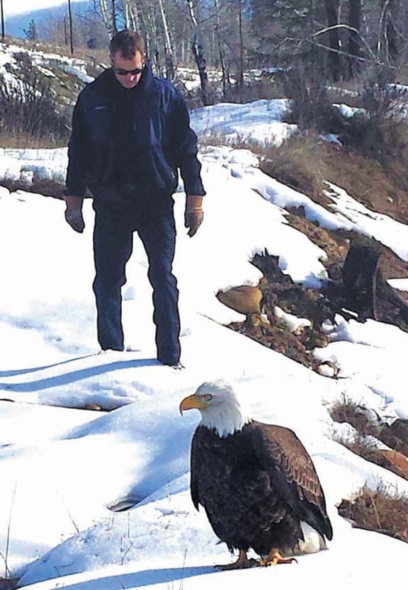 Injured eagle rescued on teck lands cranbrook daily townsman