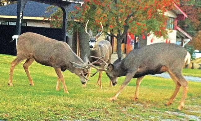 228cranbrookdailydeerfights_web