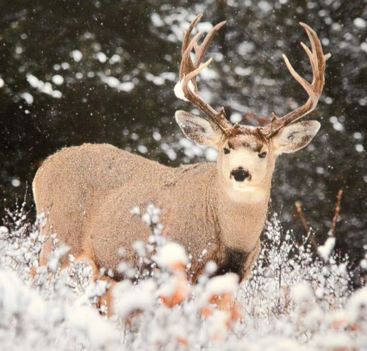 33325cranbrookdailymule_deer_web