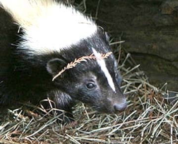 35630cranbrookdailyskunk_web