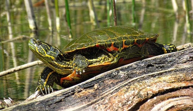 71222cranbrookdailyturtles_web