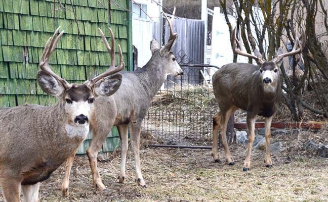 75640cranbrookdailydeer_f24_web