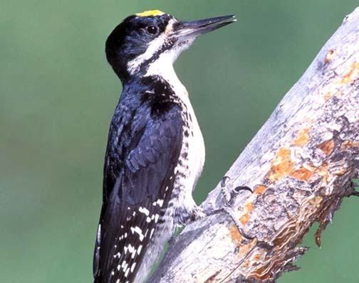 84194cranbrookdailywoodpecker_web