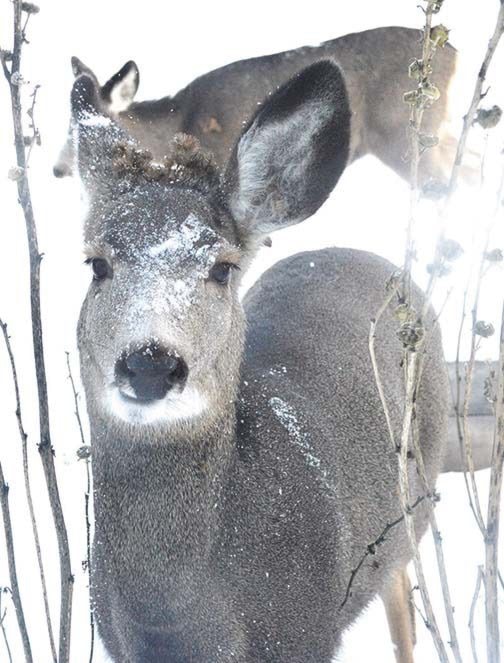 93772cranbrookdailychristmas_deer_web