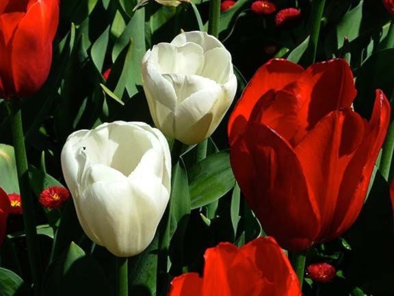 97832cranbrookdailyRed_and_white_tulips_web