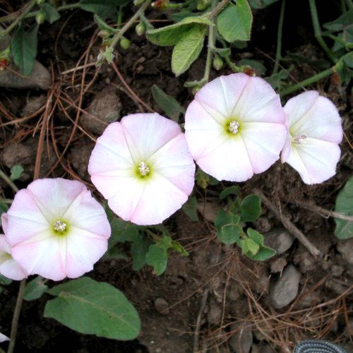 web1_field_bindweed_flower