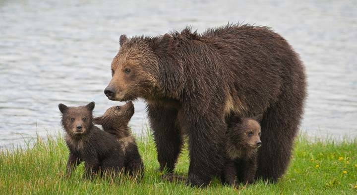 8115928_web1_grizzly-and-cubs-sam-parks-dpc-hero