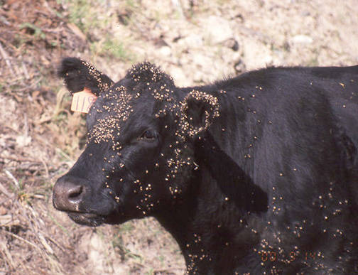 8198832_web1_HoundsTongue_cow_with_burrs