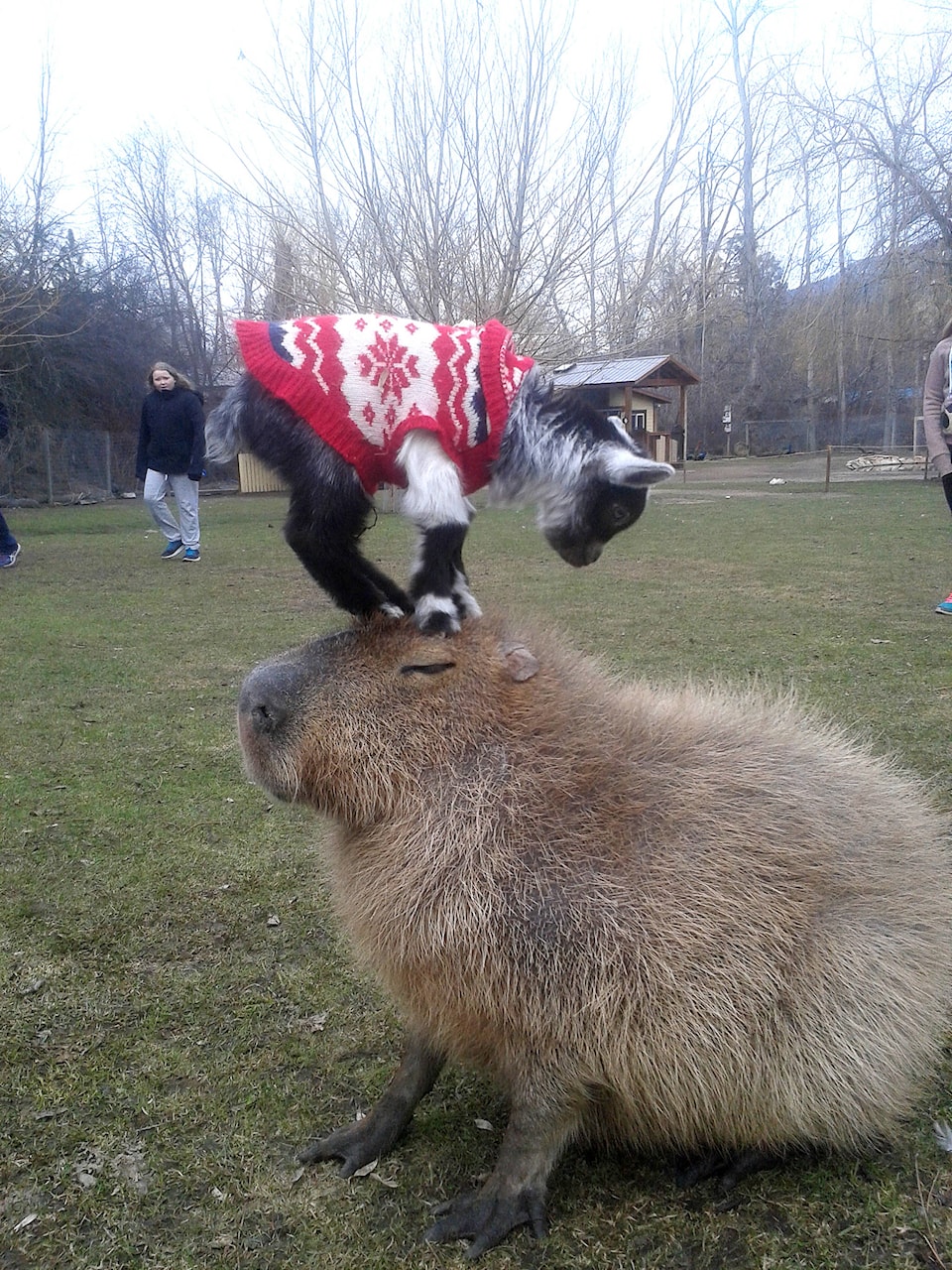 11218722_web1_180329-VMS-capybara