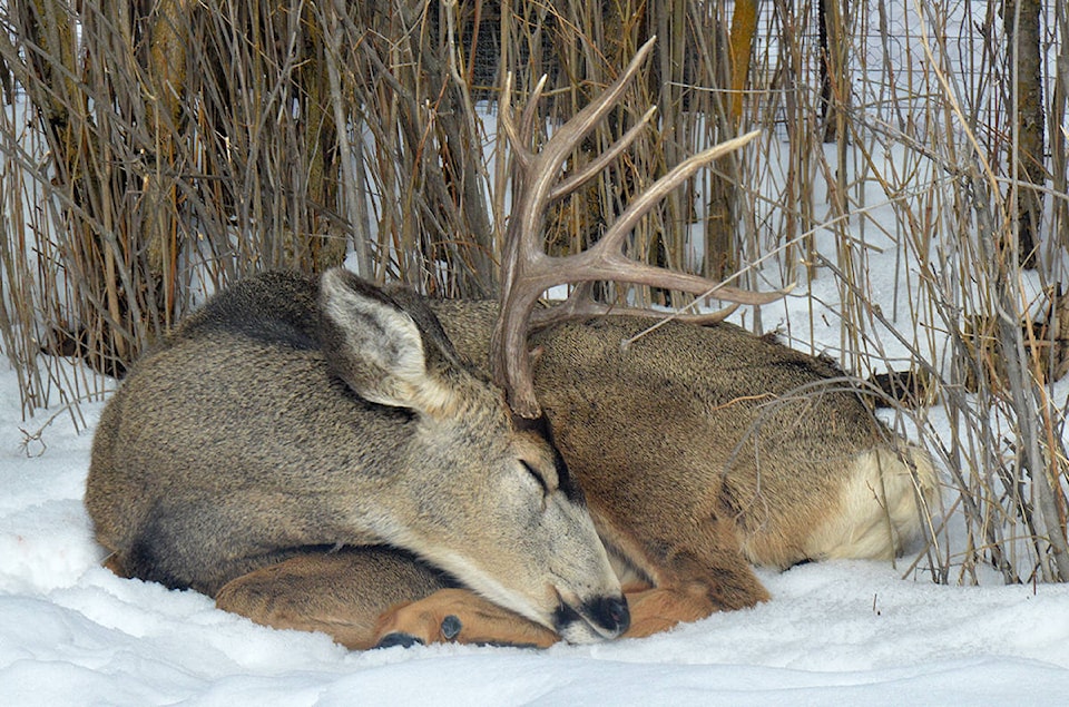 11388303_web1_sleeping_stag_web