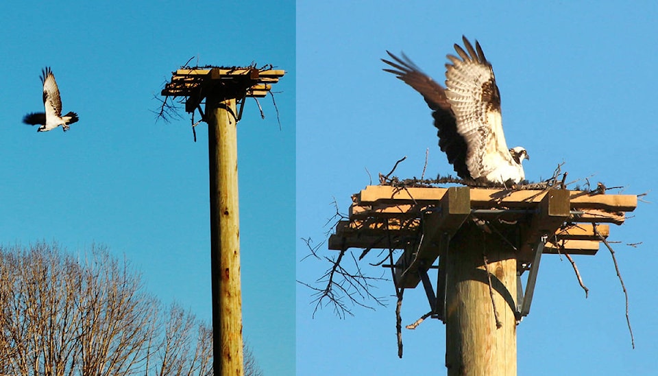 11583987_web1_osprey-nest-web