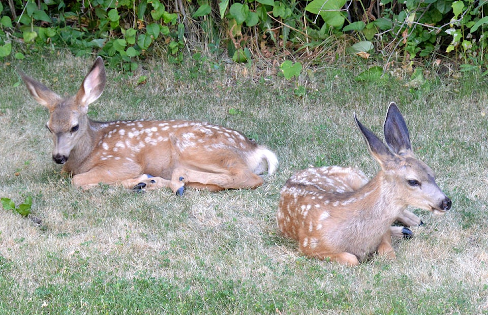 12124425_web1_two-fawns-gps