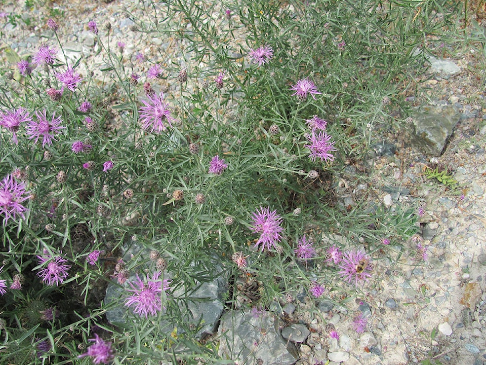 13254327_web1_Spotted-Knapweed-in-flower