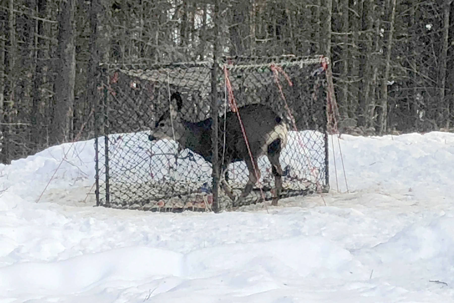 15386197_web1_190131-SUM-S-Deer-trapping_2