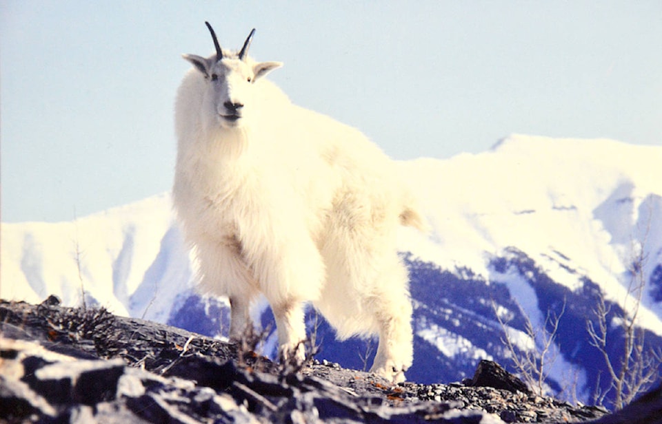 16266476_web1_mountain-goat-2