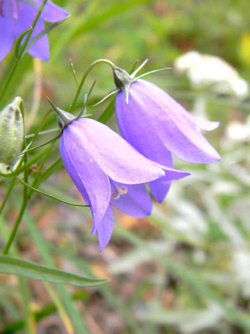 18048182_web1_Common-Harebell