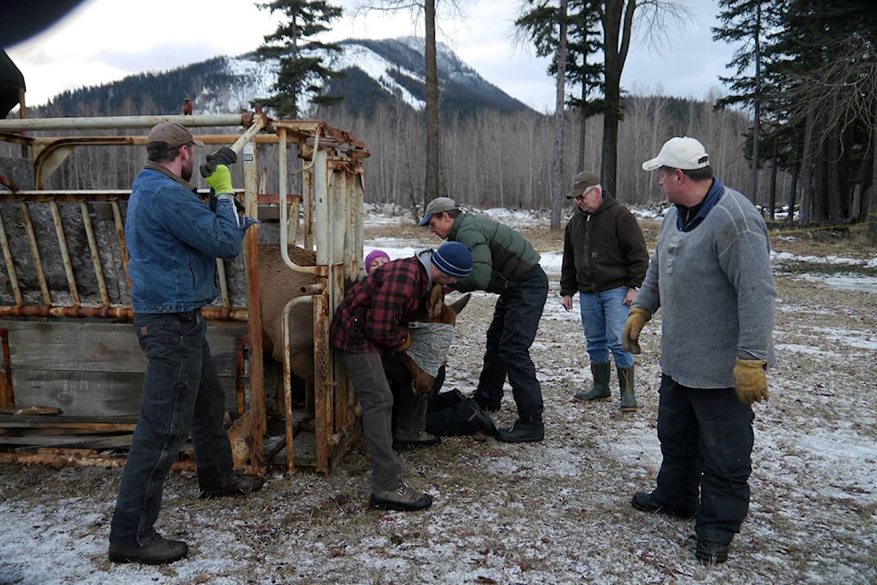 18458822_web1_Sparwood-elk-Jan16-040--Large-