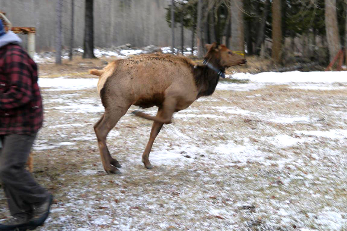 18458822_web1_Sparwood-elk-Jan16-110--Large-