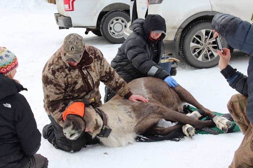 18882547_web1_20191009-BPD-Caribou-relocat-SSelkirk-Jan2019.bcg