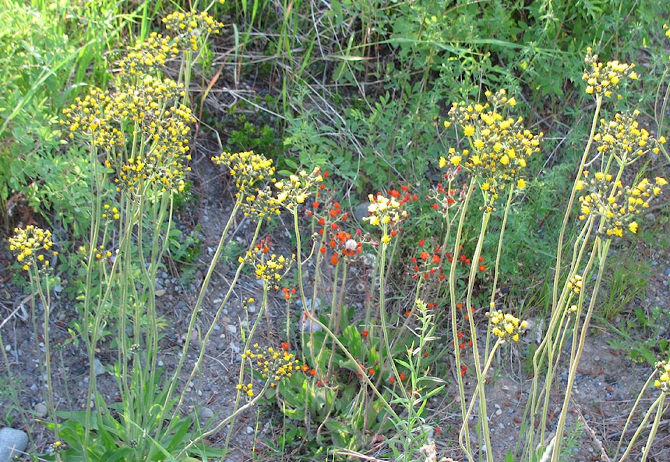 22072016_web1_copy_200709-CDT-weed-warrior-1_1