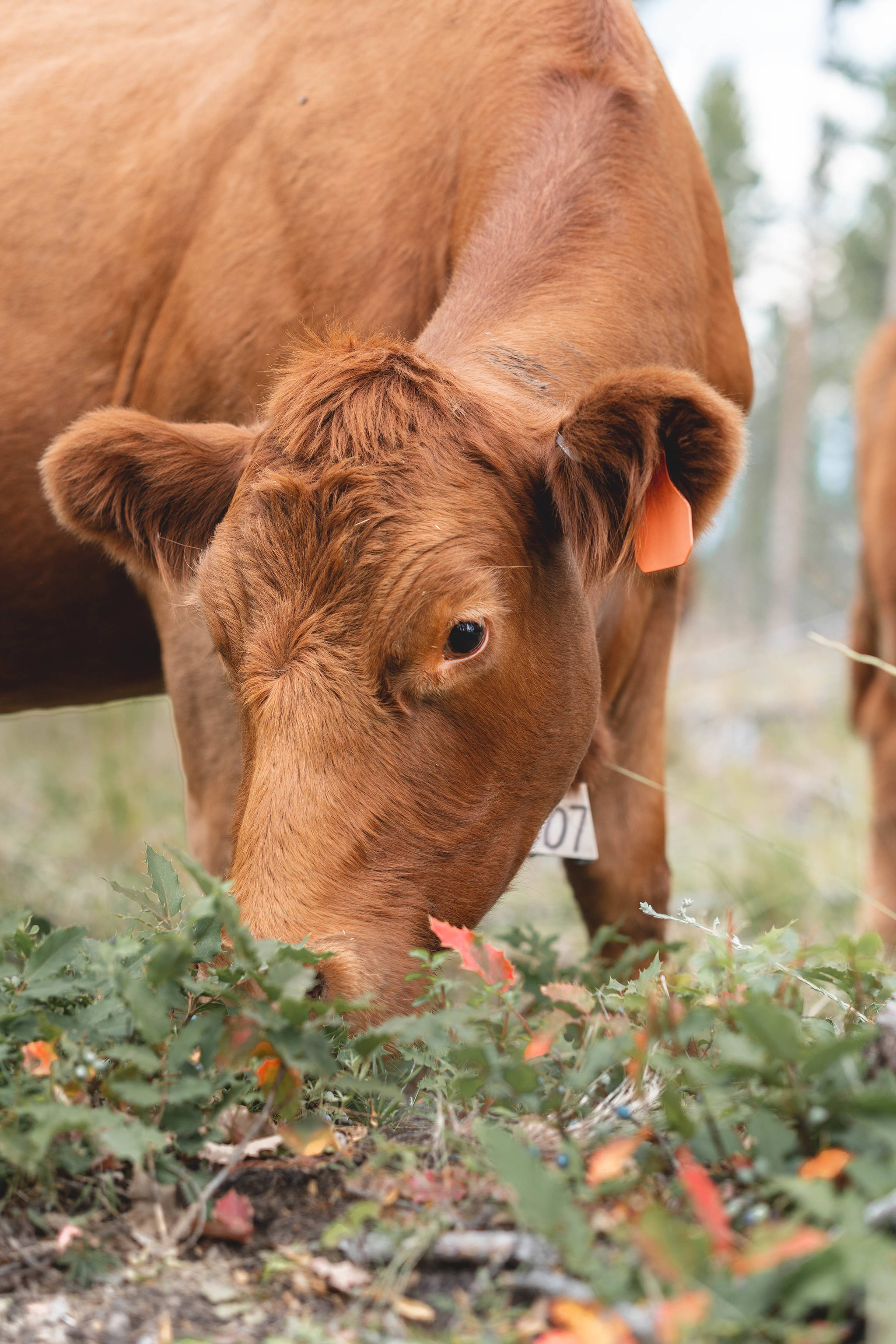 22484003_web1_200821-CDT-Cattle-Grazing-3_2