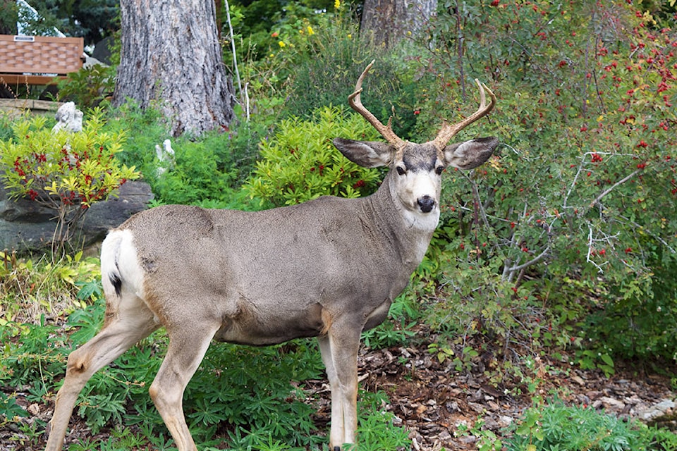 22604501_web1_200903-CDT-Chronic-Wasting-Disease-deer_1