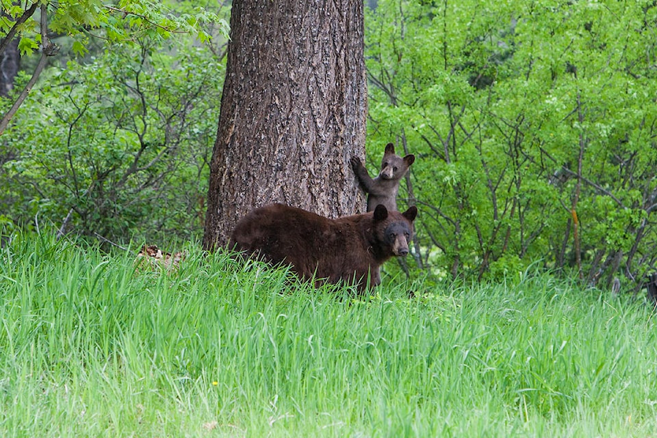 22605910_web1_200908-KDB-WildSafeTreePruning-BlackBear_1