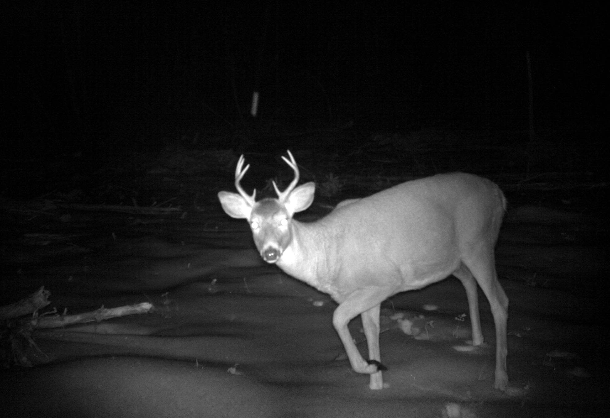 22790752_web1_200924-CDT-Wildlife-Camera-Project-deer_1
