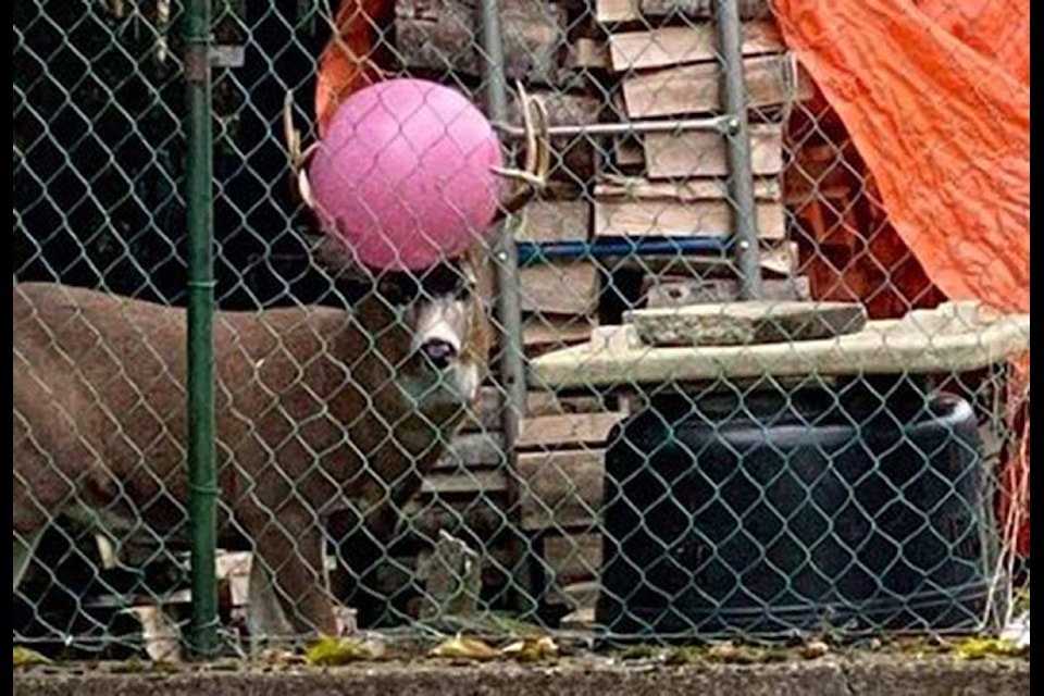 A deer was spotted in October 2020 in Prince Rupert, B.C., with a bright pink yoga ball stuck in its antlers. (Kayla Vickers/Chronicles Of Hammy The Deer Official Page)