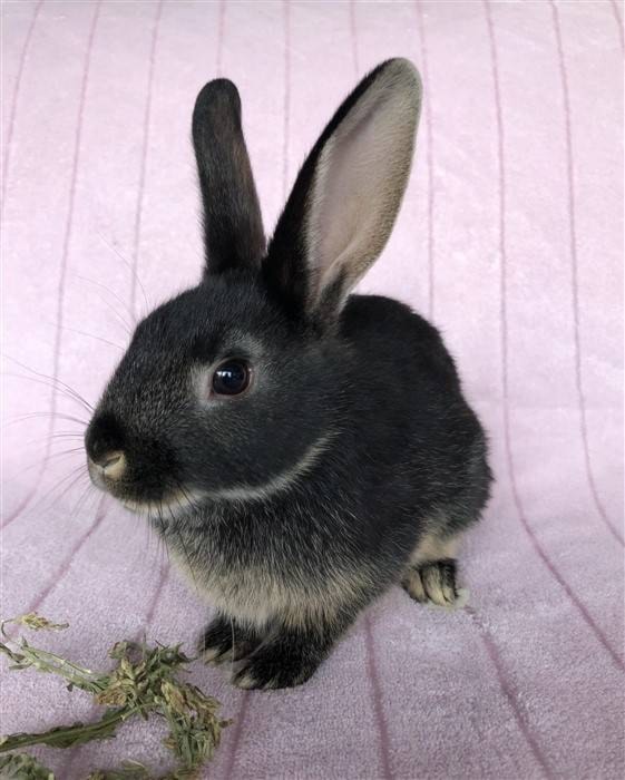 23893095_web1_210114-CDT-23-Rabbits-SPCA-2_1