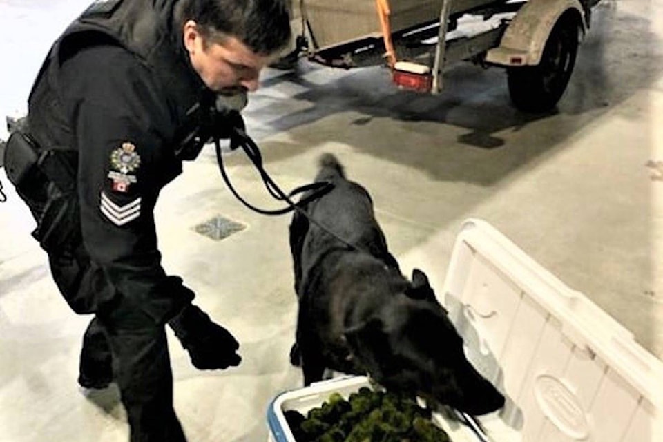 24740578_web1_20210405-BPD-moss-ball-dog-bccos