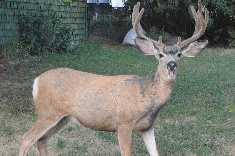 27800422_web1_Deer-yelling-GPS