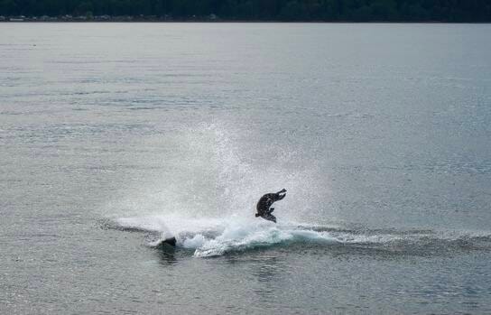 An orca hunts a seal near Campbell River. Photos by Sheree Adams