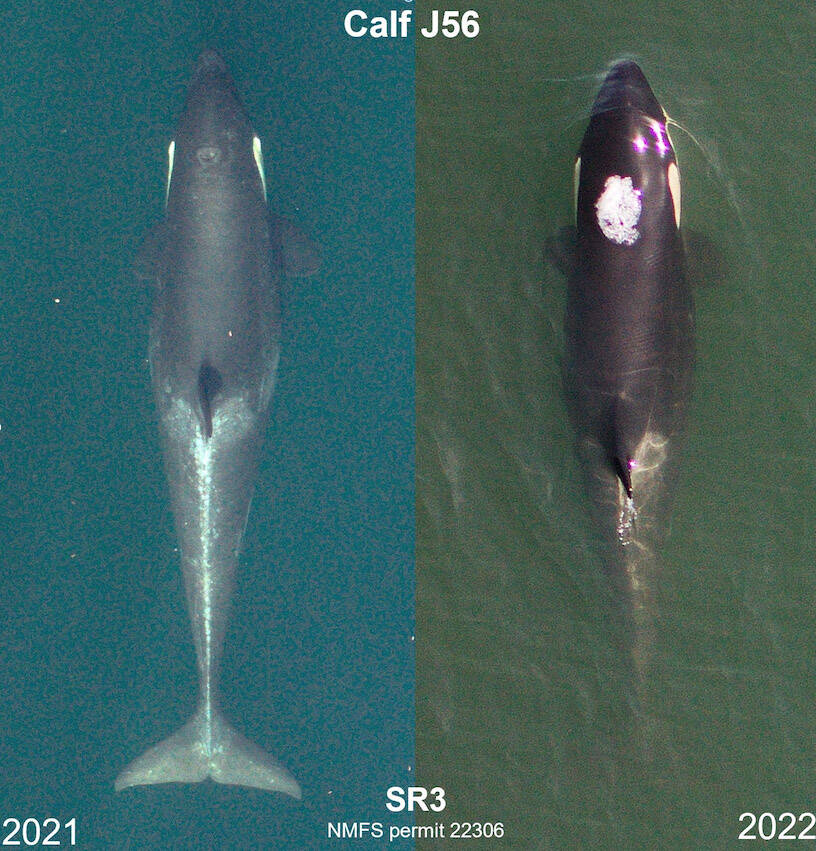 A J-pod southern resident killer whale calf pictured in 2021 versus this year. Twelve J- and K-pod whales were deemed vulnerable by Washington state on June 30. (Courtesy of SR3 Sealife Response, Rehabilitation, and Research/Washington state)