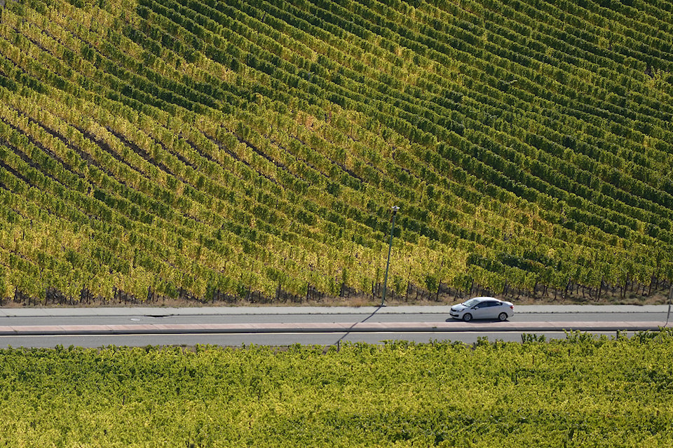 30117044_web1_Winery_WestKelowna_McLachlanP_StockOctober_DSC_3540