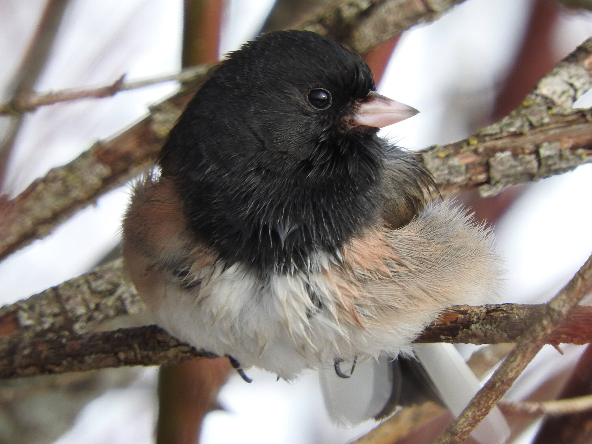 Dark-eyed Junco photo by Claude Rioux